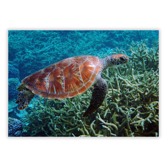 Turtle Reef Wall Art Canvas Print