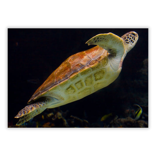Turtle Drift Wall Art Canvas Print
