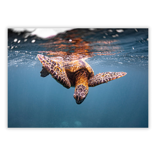 Turtle Curiosity Wall Art Canvas Print