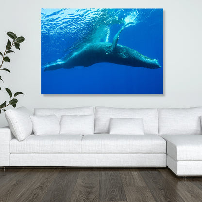 Humpback Whale Wall Art Canvas Print