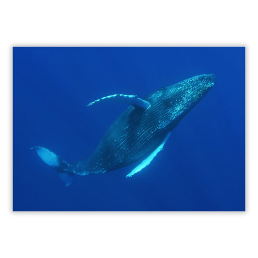 Majestic Humpback Wall Art Canvas Print