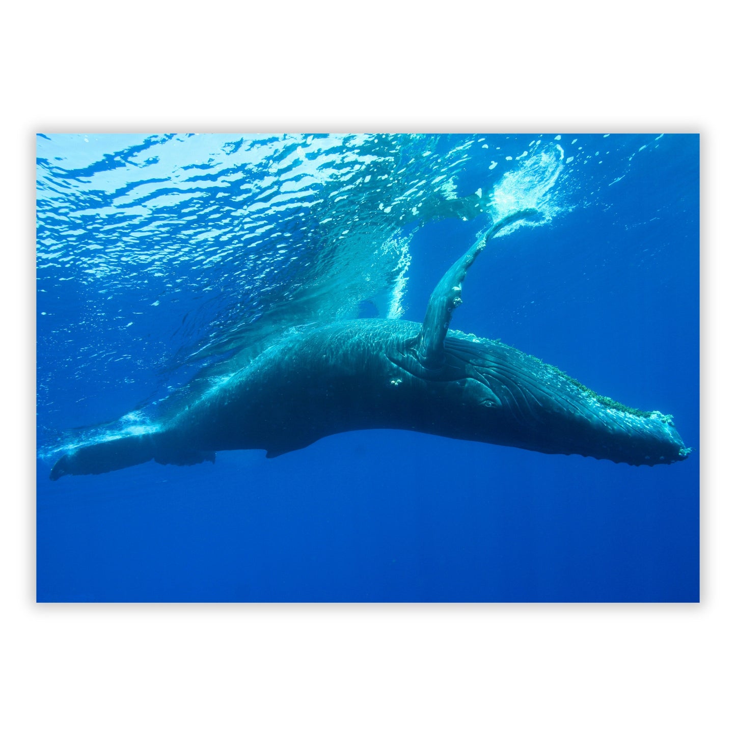 Humpback Whale Wall Art Canvas Print
