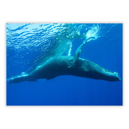 Humpback Whale Wall Art Canvas Print