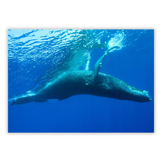 Humpback Whale Wall Art Canvas Print