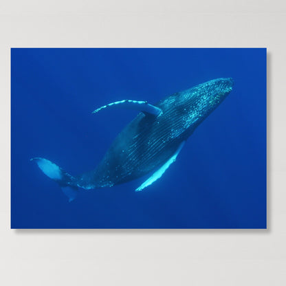 Majestic Humpback Wall Art Canvas Print