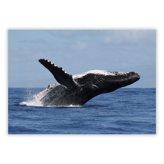 Humpback Breach Wall Art Canvas Print