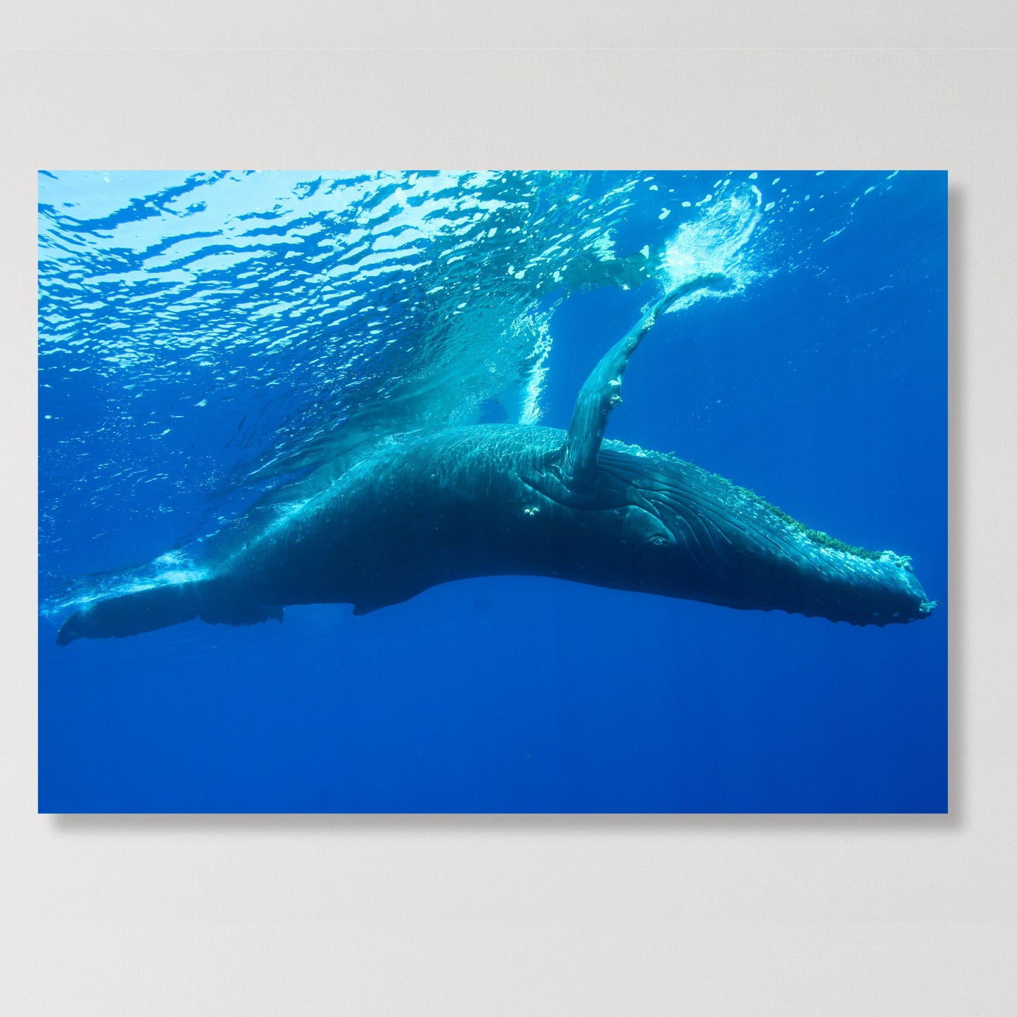 Humpback Whale Wall Art Canvas Print