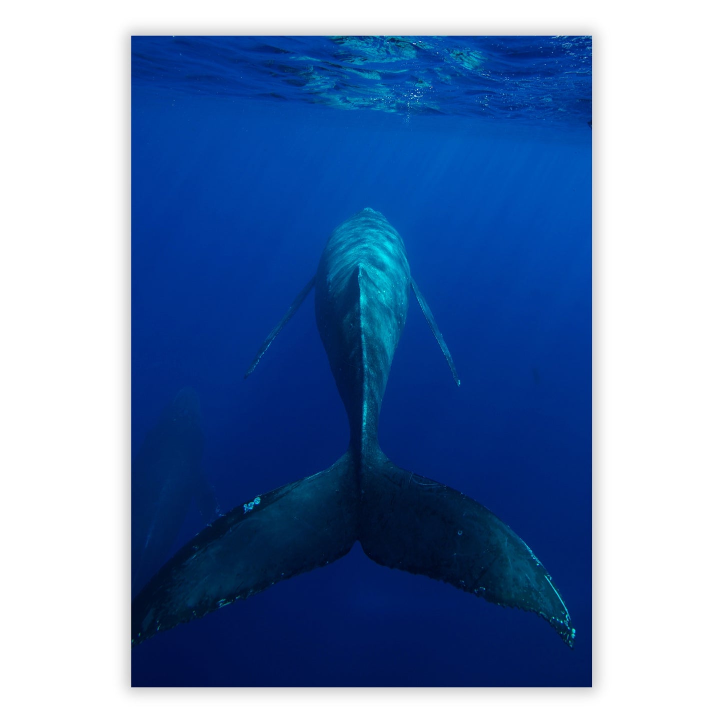 Swim On Wall Art Canvas Print