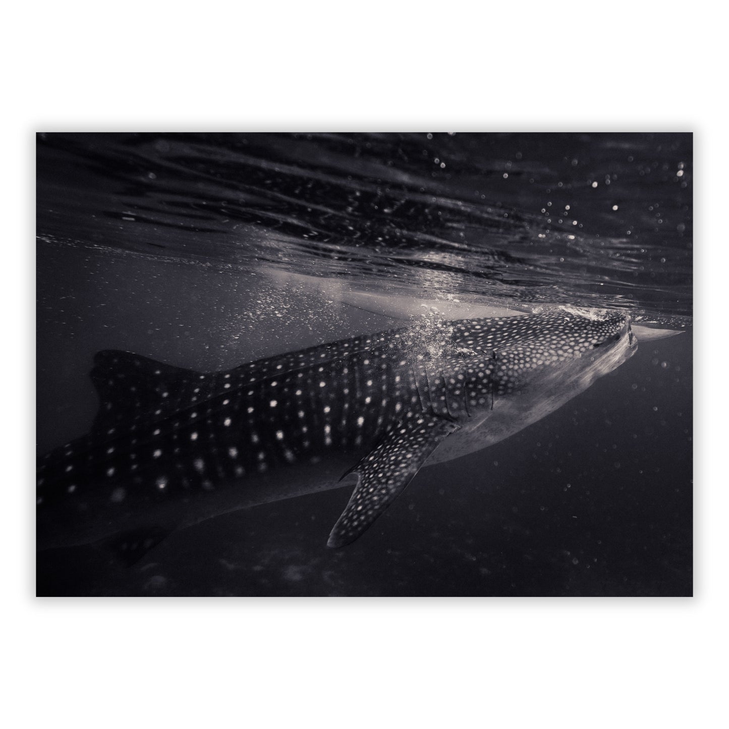Whale Shark Wall Art Canvas Print