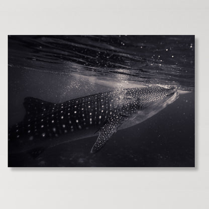 Whale Shark Wall Art Canvas Print