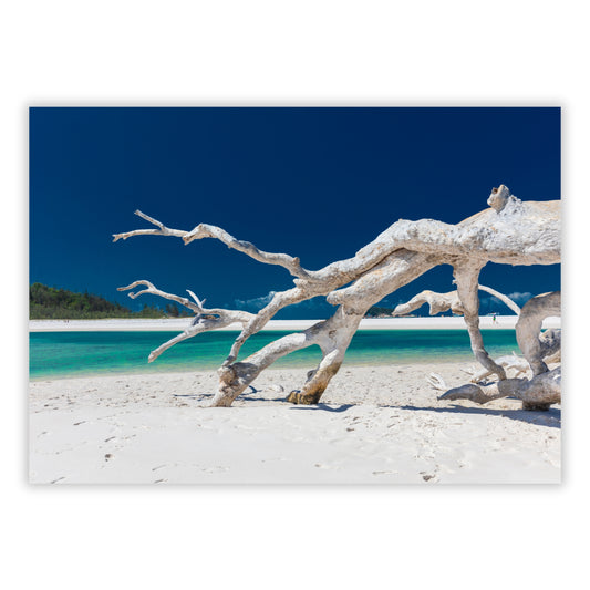 Driftwood Wall Art Canvas Print