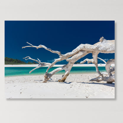 Driftwood Wall Art Canvas Print