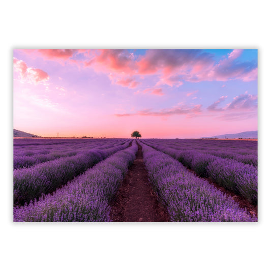 Lavender Fields Wall Art Canvas Print