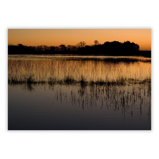 Mangroves Wall Art Canvas Print