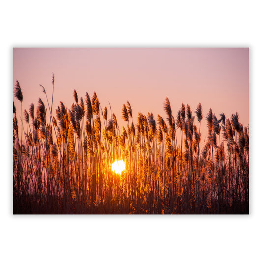 Fiery Field Wall Art Canvas Print