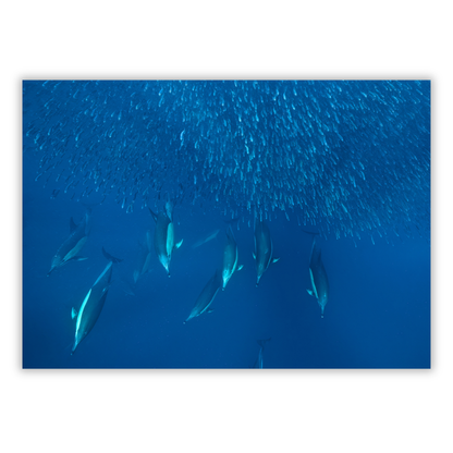 Ocean Dolphins Hunting Sardines Wall Art Canvas Print