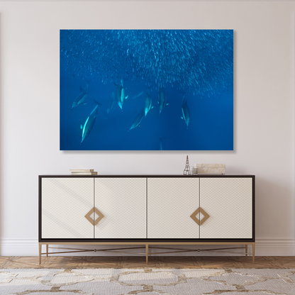 Ocean Dolphins Hunting Sardines Wall Art Canvas Print