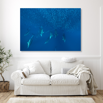 Ocean Dolphins Hunting Sardines Wall Art Canvas Print