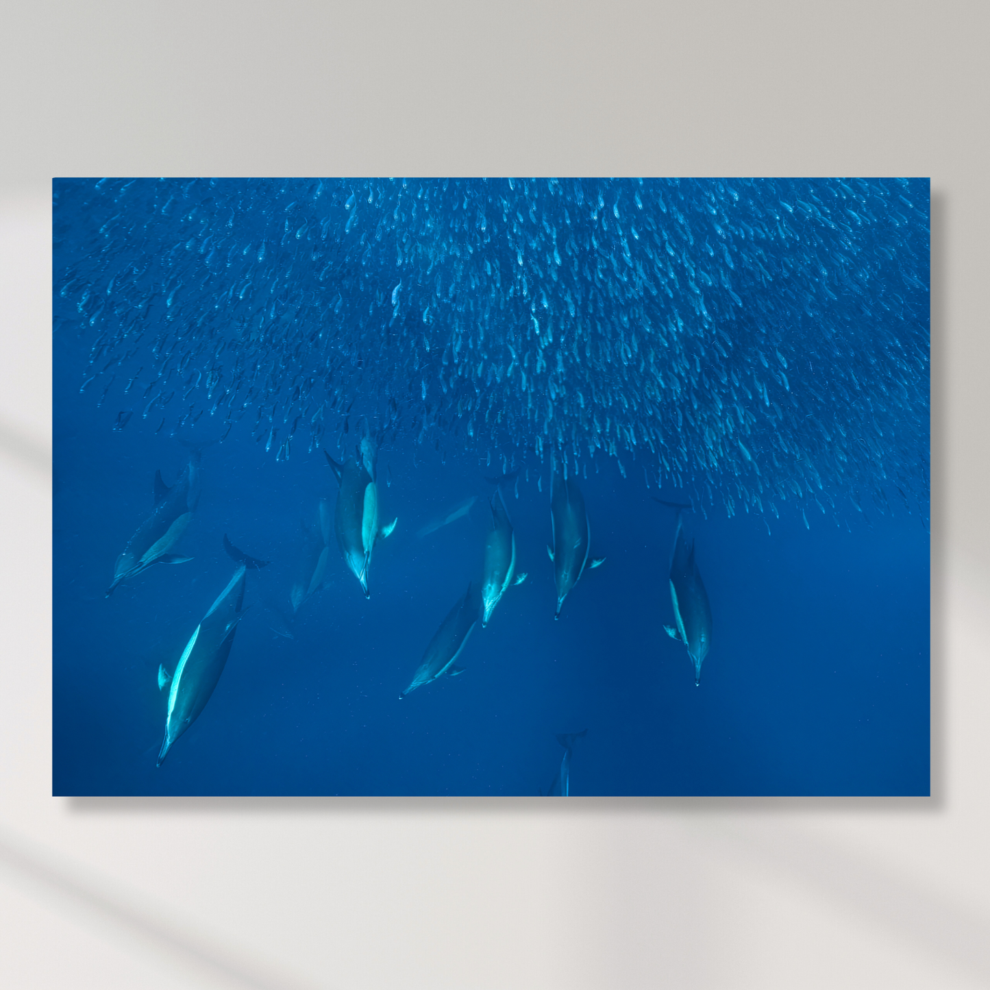Ocean Dolphins Hunting Sardines Wall Art Canvas Print