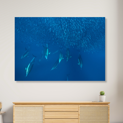 Ocean Dolphins Hunting Sardines Wall Art Canvas Print
