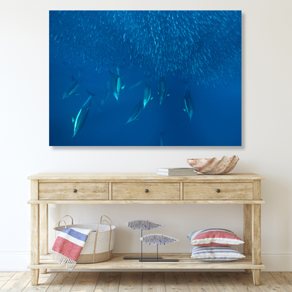 Ocean Dolphins Hunting Sardines Wall Art Canvas Print