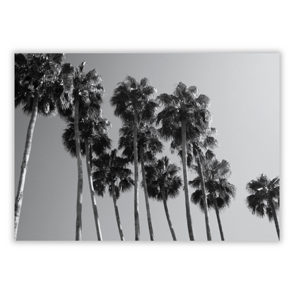 Palm Trees