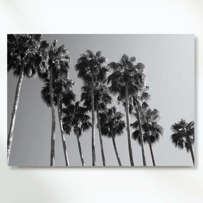 Palm Trees