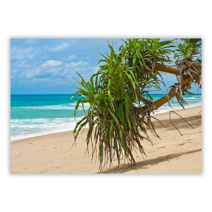 Pandanus On The Beach Wall Art Canvas Print