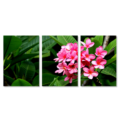 Pink Frangipani's Set of 3 Wall Art Canvas Prints