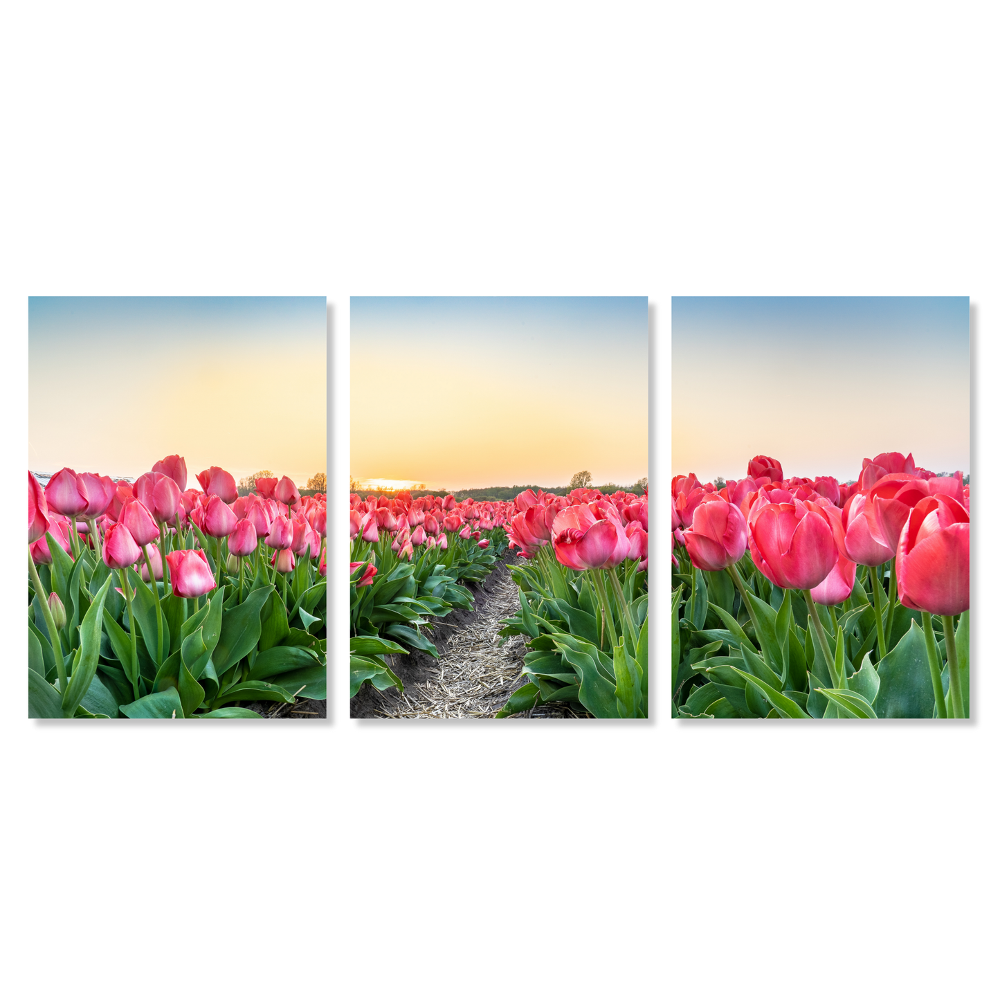 Pink Tulips Set of 3 Wall Art Canvas Prints