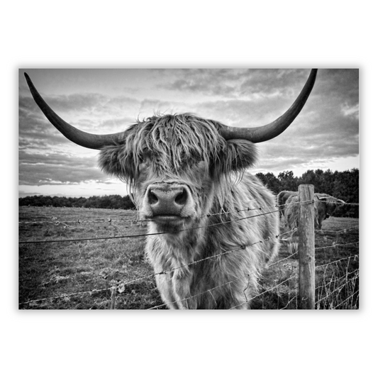 Scottish Highland Cow Animal Kingdom Wall Art Canvas Print
