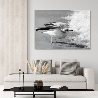 Seagull