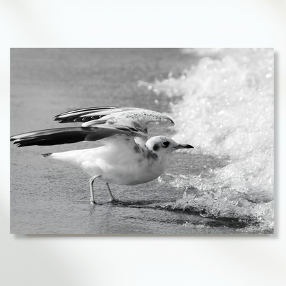 Seagull