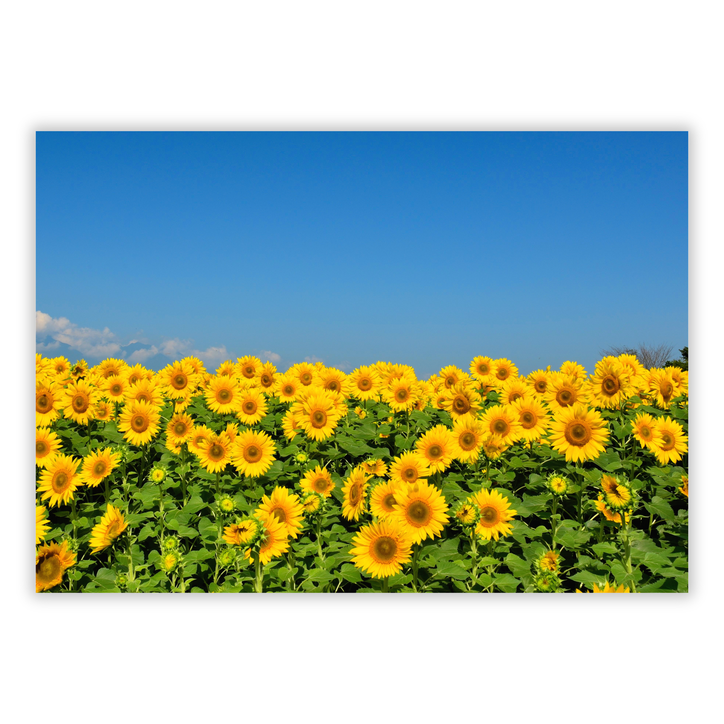 Sunflowers Wall Art Canvas Print
