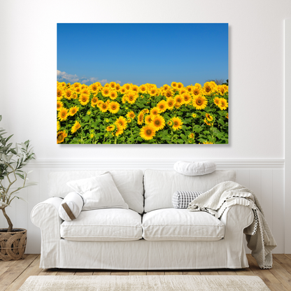 Sunflowers Wall Art Canvas Print