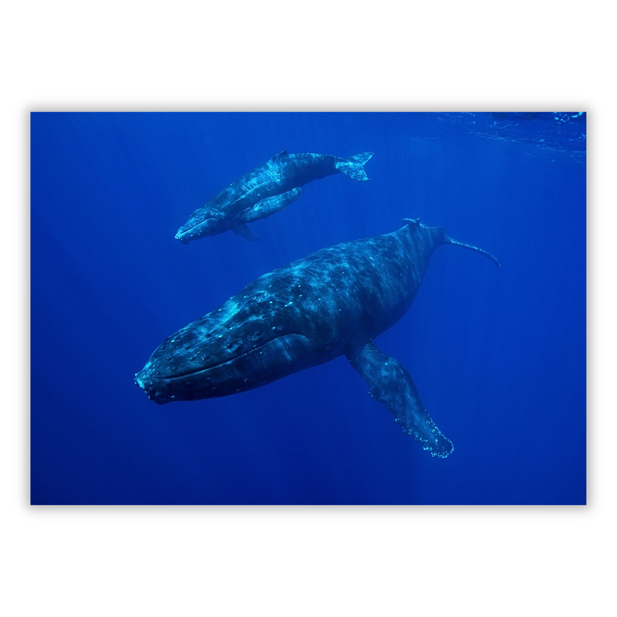 Whale & Calf Wall Art Canvas Print