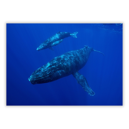 Whale & Calf Wall Art Canvas Print