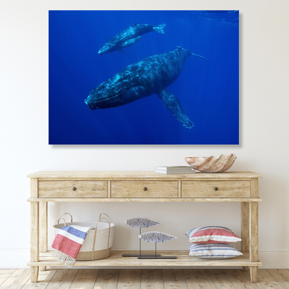 Whale & Calf Wall Art Canvas Print
