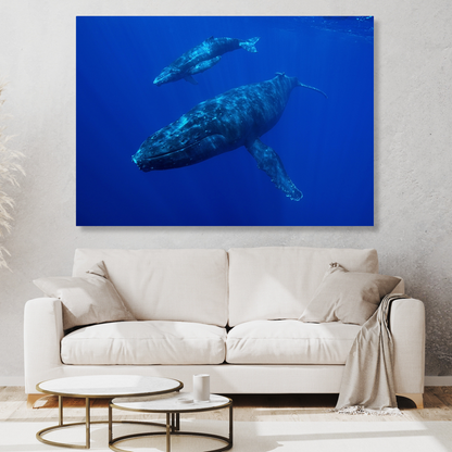 Whale & Calf Wall Art Canvas Print