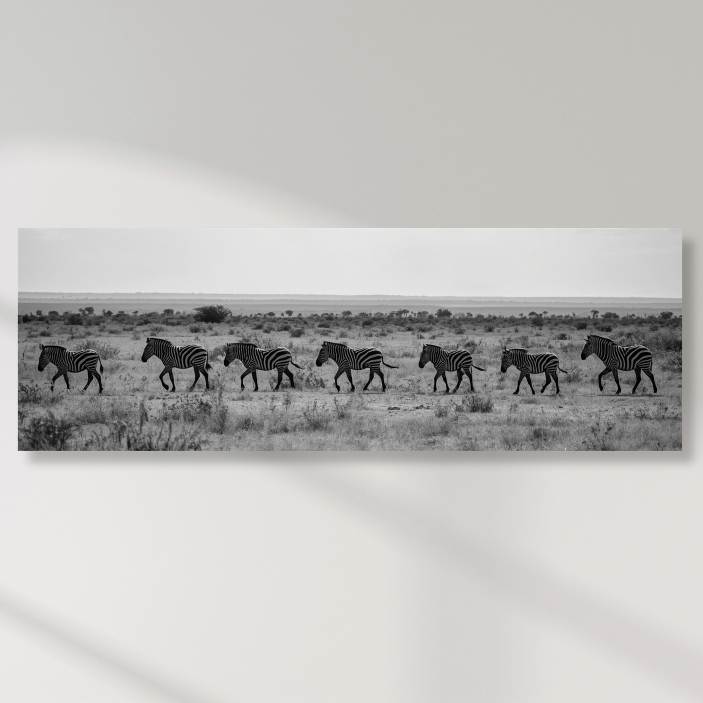 Zebra's Crossing Panoramic Wall Art Canvas Print